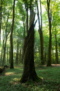 Forest, trees Forest, trees